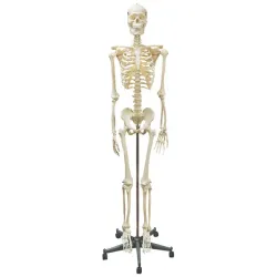 Homo Skelett Skelet, incl. standaard